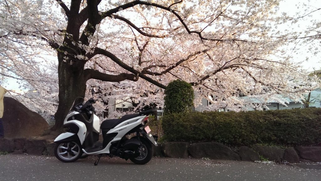 桜とトリシティ